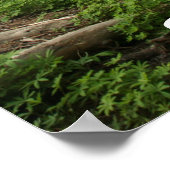 Sequoia-Nationalpark Poster (Ecke)