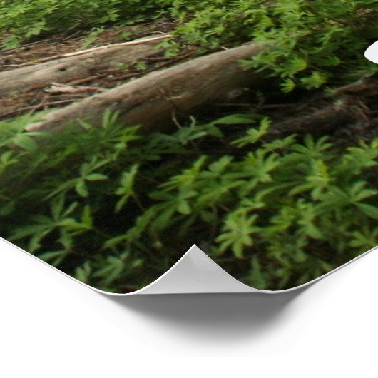 Sequoia-Nationalpark Poster (Ecke)