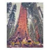 Sequoia-Nationalpark Poster (Vorderseite)