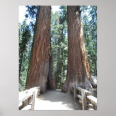 Sequoia-Nationalpark Poster (Vorne)