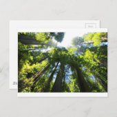 Sequoia-Nationalpark Postkarte (Vorne/Hinten)