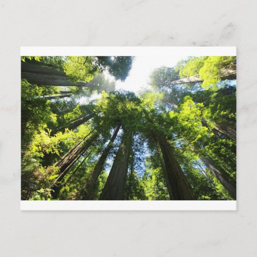 Sequoia-Nationalpark Postkarte (Vorderseite)