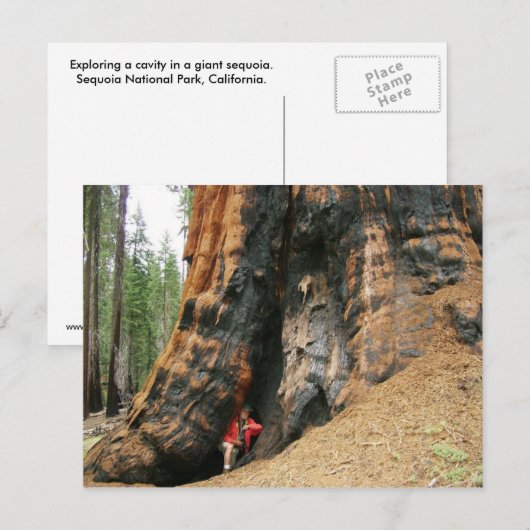 Sequoia-Nationalpark Postkarte (Vorne/Hinten)