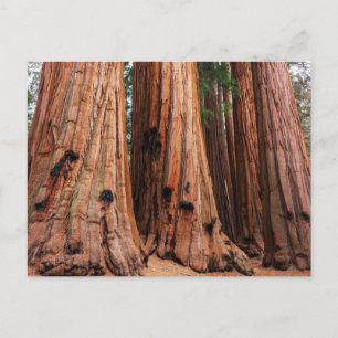 Sequoia-Nationalpark Postkarte