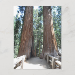 Sequoia-Nationalpark Postkarte