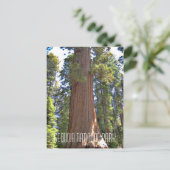 Sequoia-Nationalpark Postkarte (Stehend Vorderseite)