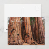 Sequoia-Nationalpark Postkarte (Vorne/Hinten)