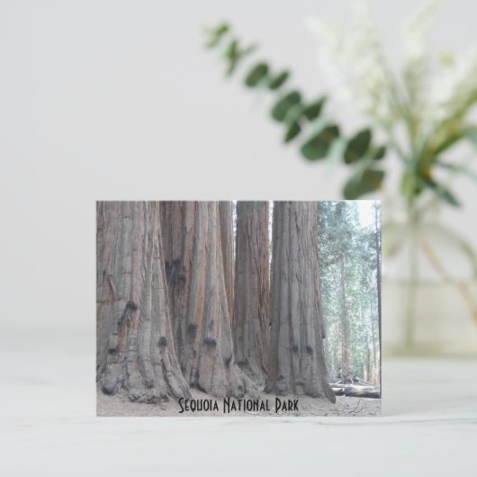 Sequoia-Nationalpark Postkarte (Stehend Vorderseite)