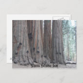 Sequoia-Nationalpark Postkarte (Vorne/Hinten)