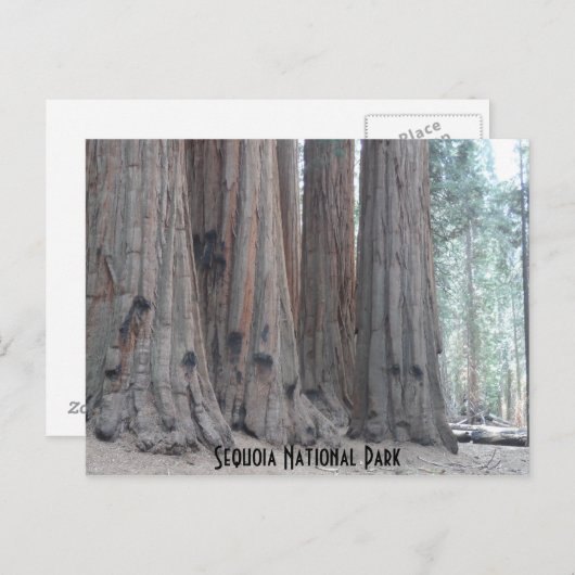 Sequoia-Nationalpark Postkarte (Vorne/Hinten)