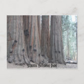 Sequoia-Nationalpark Postkarte (Vorderseite)