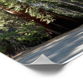 Sequoia Nationalpark Tree Poster (Ecke)