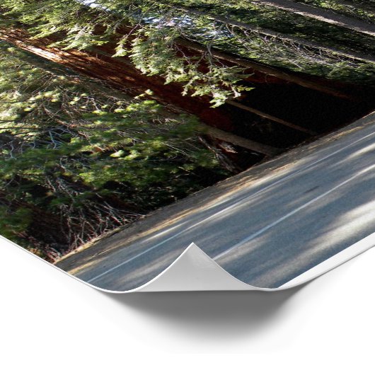Sequoia Nationalpark Tree Poster (Ecke)