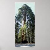 Sequoia Nationalpark Tree Poster (Vorne)