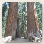 Sequoia-Nationalpark Untersetzer (Vorderseite)