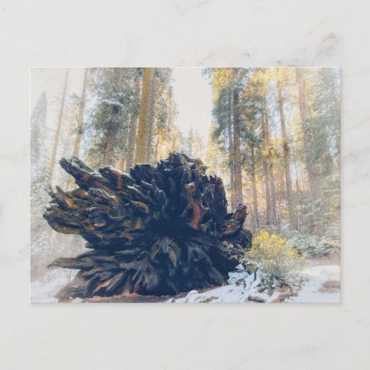 Sequoia-Nationalpark Winterwald Postkarte (Vorderseite)