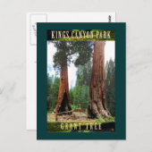 SEQUOIA NAT'L PARK-California Grant Postkarte (Vorne/Hinten)