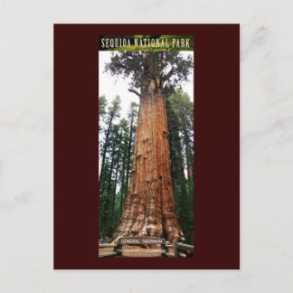 SEQUOIA NAT'L PARK-Kalifornien-General Sherman Postkarte