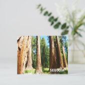 Sequoia Postcard! Postkarte (Stehend Vorderseite)