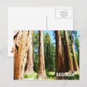 Sequoia Postcard! Postkarte (Vorne/Hinten)