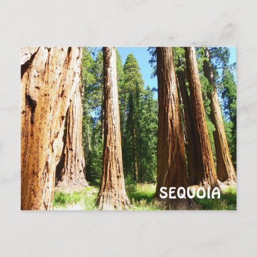 Sequoia Postcard! Postkarte (Vorderseite)