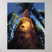 Sequoia Poster (Vorne)