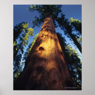 Sequoia Poster