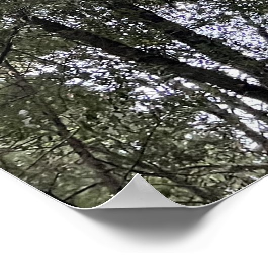 Sequoia Poster (Ecke)