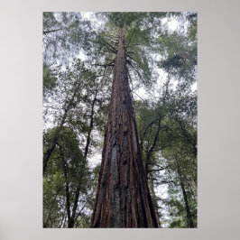 Sequoia Poster
