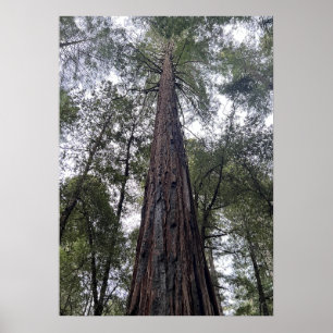 Sequoia Poster