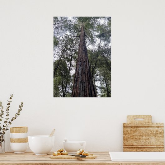 Sequoia Poster (Küche)