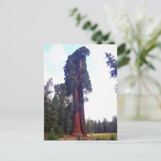 Sequoia Postkarte (Stehend Vorderseite)