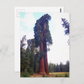 Sequoia Postkarte (Vorne/Hinten)