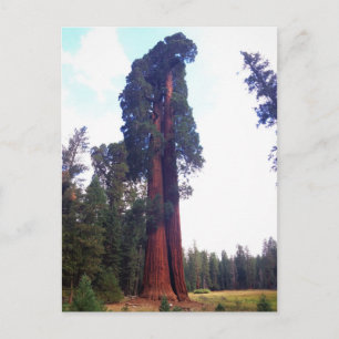 Sequoia Postkarte