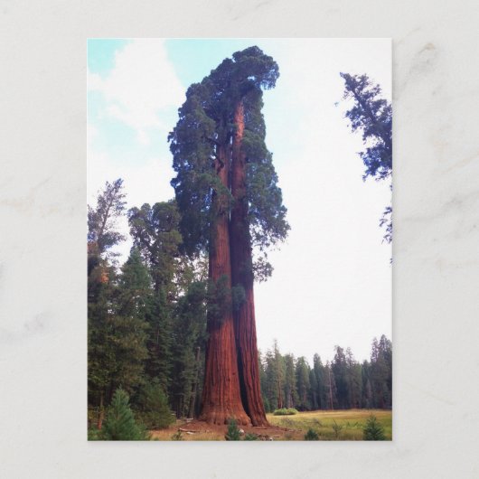 Sequoia Postkarte (Vorderseite)