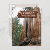 Sequoia-Riesenbäume, Sequoia-Nationalpark, CA Postkarte (Vorne/Hinten)