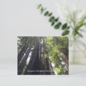 Sequoia Sempervirens Postkarte (Stehend Vorderseite)