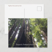 Sequoia Sempervirens Postkarte (Vorne/Hinten)