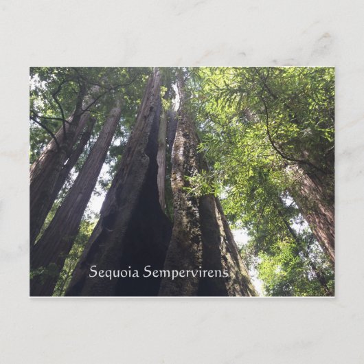 Sequoia Sempervirens Postkarte (Vorderseite)