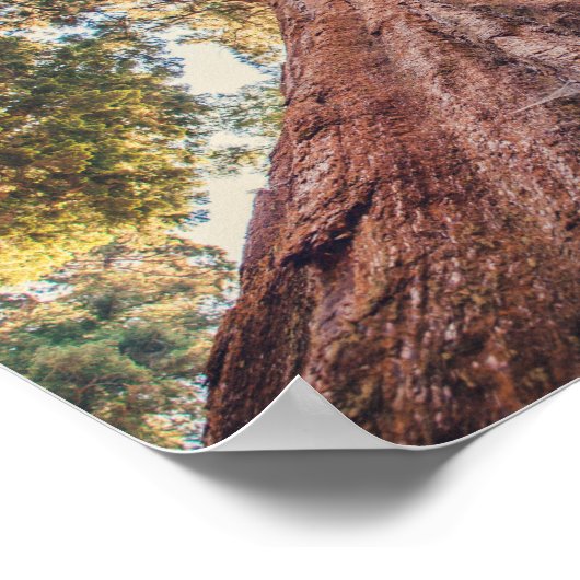Sequoia Shrine | Poster (Ecke)