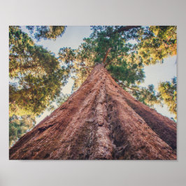 Sequoia Shrine | Poster