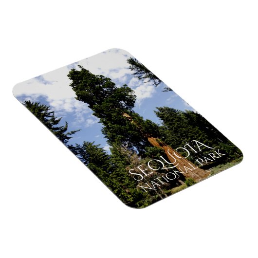 Sequoia Tree against Blue Sky, Sequoia NP Magnet (Rechte Seite)