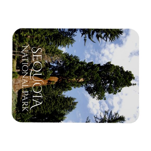 Sequoia Tree against Blue Sky, Sequoia NP Magnet (Horizontal)