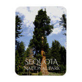 Sequoia Tree against Blue Sky, Sequoia NP Magnet (Vertikal)