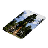 Sequoia Tree against Blue Sky, Sequoia NP Magnet (Linke Seite)