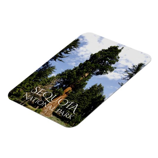 Sequoia Tree against Blue Sky, Sequoia NP Magnet (Linke Seite)