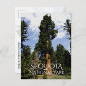 Sequoia Tree against Blue Sky, Sequoia NP Postkarte (Vorne/Hinten)