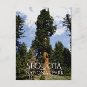 Sequoia Tree against Blue Sky, Sequoia NP Postkarte (Vorderseite)