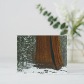 Sequoia Tree im Winter Postkarte (Stehend Vorderseite)
