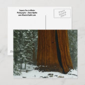 Sequoia Tree im Winter Postkarte (Vorne/Hinten)